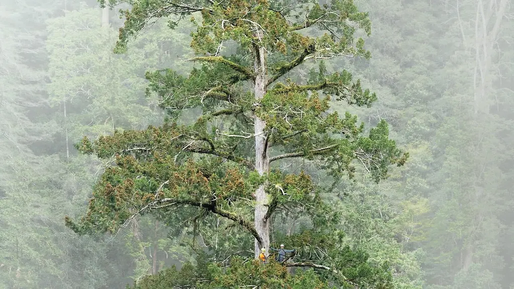 Die höchsten Bäume in Taiwan
